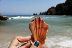 Seashell - Algarve, Portugal